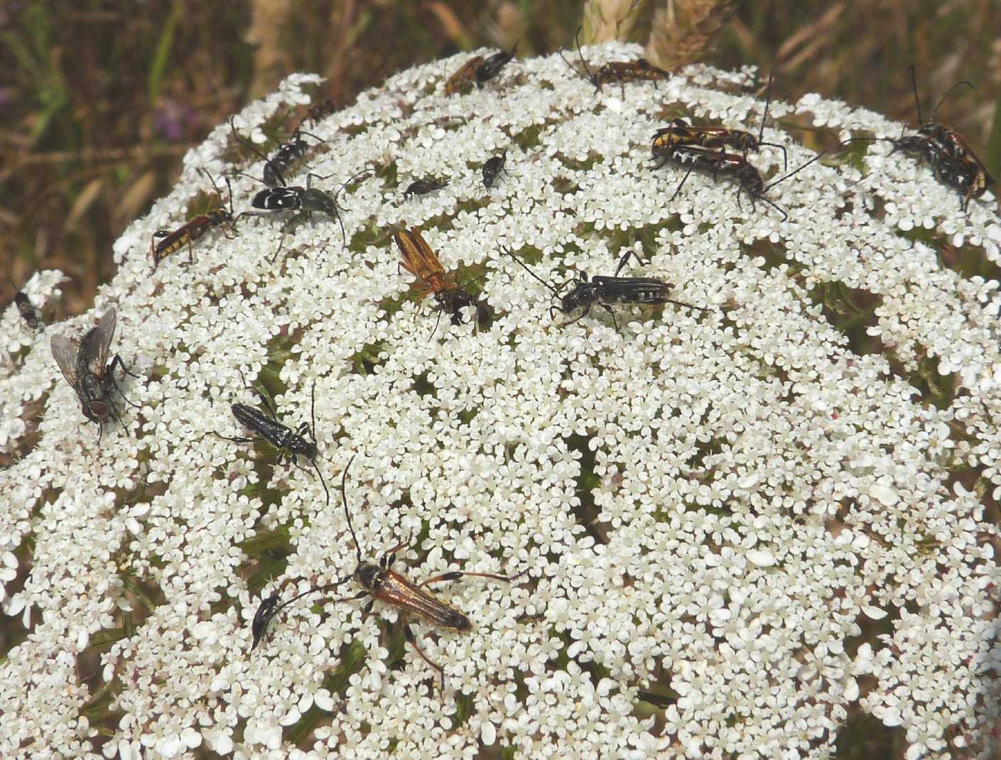 Condominio di Oedemera sp?